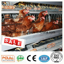 Layer Cage System für Huhn